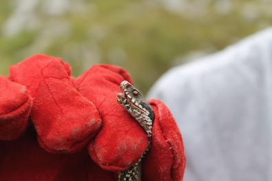 Vipera berus: Mt. Čvrsnica